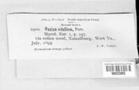Image of Cheilymenia vitellina